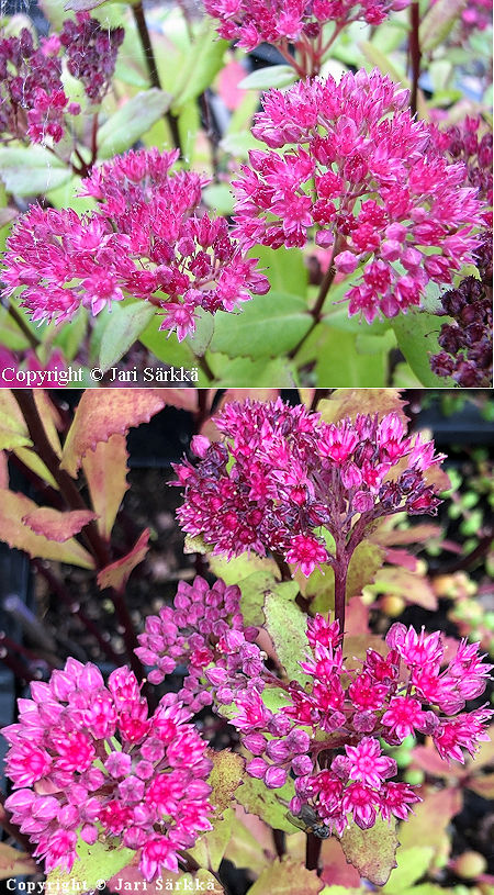 Sedum borderi, pyreneidenmaksaruoho